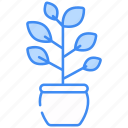 ficus, plant, dandelion, plant-pot, natural, dill-plant, blue-pot, blue-tansy-plant, snake-plant