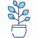 ficus, plant, dandelion, plant-pot, natural, dill-plant, blue-pot, blue-tansy-plant, snake-plant