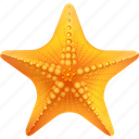 starfish, cute starfish, sea starfish, cartoon starfish, 3d starfish