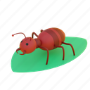 ant, insect, arthropod, cute, animal, nature