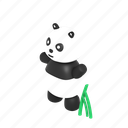 panda, cute, domisticated, chinese, bamboo, forest
