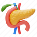 pancreas, anatomy, organ, healthy, system, disease, digestive, liver, pancreatic