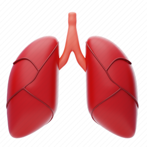 Organ, medical, health, lung, lungs, internal, human icon - Download on Iconfinder