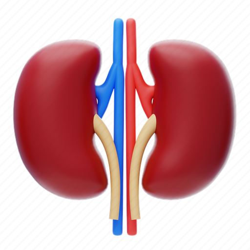 Medical, anatomy, body, organ, health, medicine, kidney icon - Download on Iconfinder