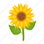 helianthus, sunflower, yellow flower, blooming flower, floral 