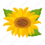 helianthus, sunflower, yellow flower, blooming flower, floral 