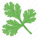 coriander, coriander leaves, parsley, green vegetable, leaves