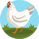 farming, chicken, hen, poultry, meat 