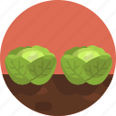 cabbage, vegetable, cabbages, sprout, two, brussels 