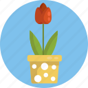 gardening, tulips, flower pot, flower