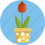 gardening, tulips, flower pot, flower 