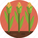 gardening, agriculture, corn, crop, harvest, plant