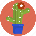 gardening, cactus, flowerpot, interior, plant, cacti