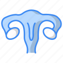 female, uterus, female uterus, feminine, vagina, anatomy, ovary