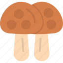 fungi, fungus, mushroom, shiitake, toadstool