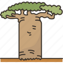 baobab, tree, plant, tropical, nature