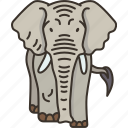 elephant, animal, wildlife, africa, savanna