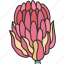 protea, flower, blossom, plant, botanical 