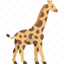 giraffe, wildlife, safari, nature, africa