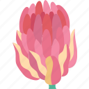 protea, flower, blossom, plant, botanical