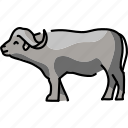 buffalo, bull, animal
