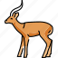 gazelle, artiodactyl, animal 