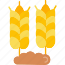 cereals, corn, grain, harvest, wheat