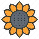 sunflower, spring, flower, floral, sun