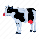 cow, cattle, farm animal, domestic animal, dairy animal