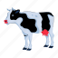cow, cattle, farm animal, domestic animal, dairy animal 