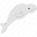 whale, beluga, mammal, marine, arctic