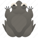 amphibian, asia, frog, pignose, purple 