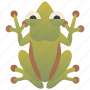 animal, arboreal, forest, frog, tree 