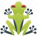 animal, arboreal, forest, frog, tree
