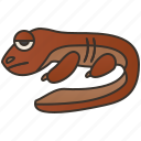 amphibian, giant, japanese, river, salamander