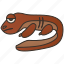 amphibian, giant, japanese, river, salamander 