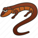 long, salamander, slender, tail, wildlife