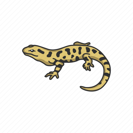 Amphibian, animal, lizard, mole salamander, salamander, tiger salamander icon - Download on Iconfinder