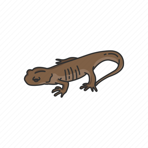 Amphibian, animal, gracile, northwestern salamander, salamander icon - Download on Iconfinder