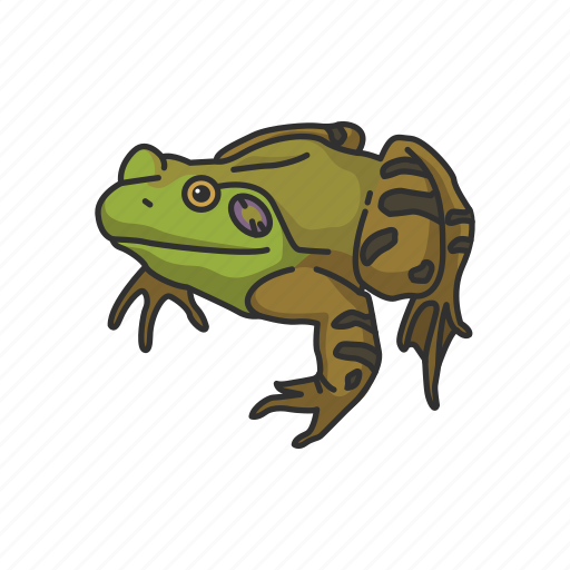 Animal, bullfrog, carnivorous, frog, toad, vertebrates icon - Download on Iconfinder