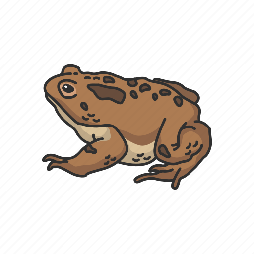 American toad, carnivorous, frog, toad, vertebrates icon - Download on Iconfinder