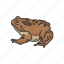 american toad, carnivorous, frog, toad, vertebrates 