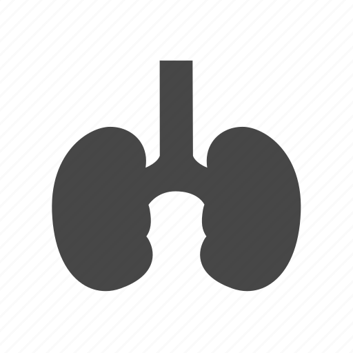 Anatomy, health, human, kidneys icon - Download on Iconfinder