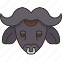 buffalo, horn, animal, wild, africa