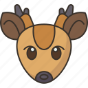 deer, barking, antelope, animal, fauna