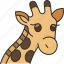 giraffe, animal, safari, grassland, africa 