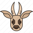 antelope, mammal, wildlife, animal, safari