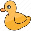 duck, waterfowl, poultry, animal, feather