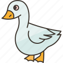 goose, poultry, animal, farm, agriculture