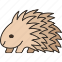 porcupine, rodent, spines, wildlife, animal
